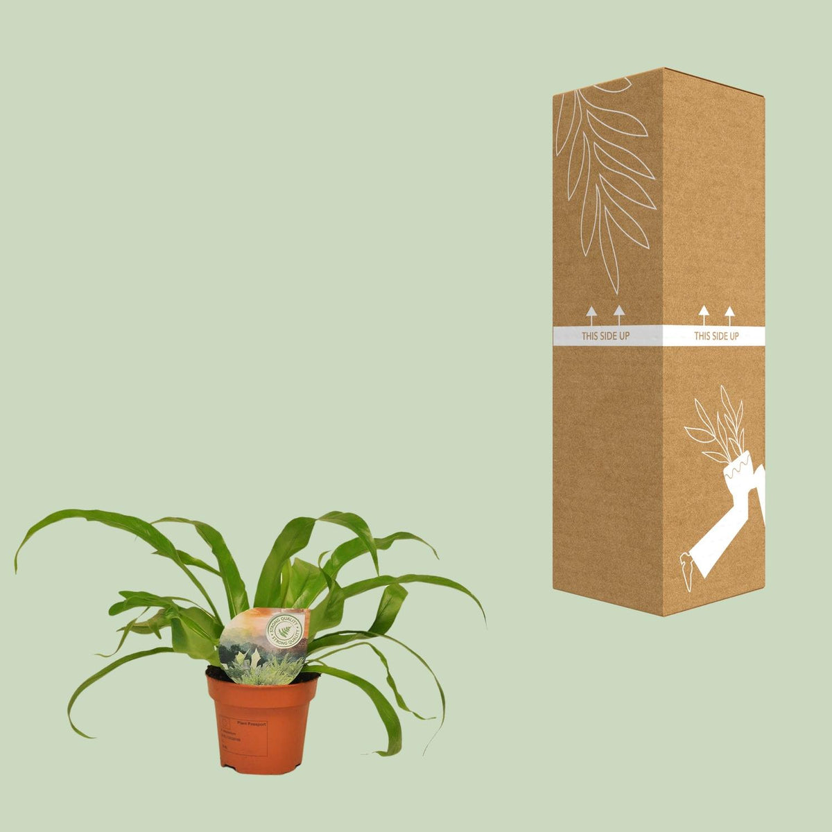 Detailfoto van Asplenium Antiquum