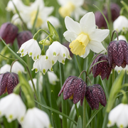 Bloembollen voor de natte tuin