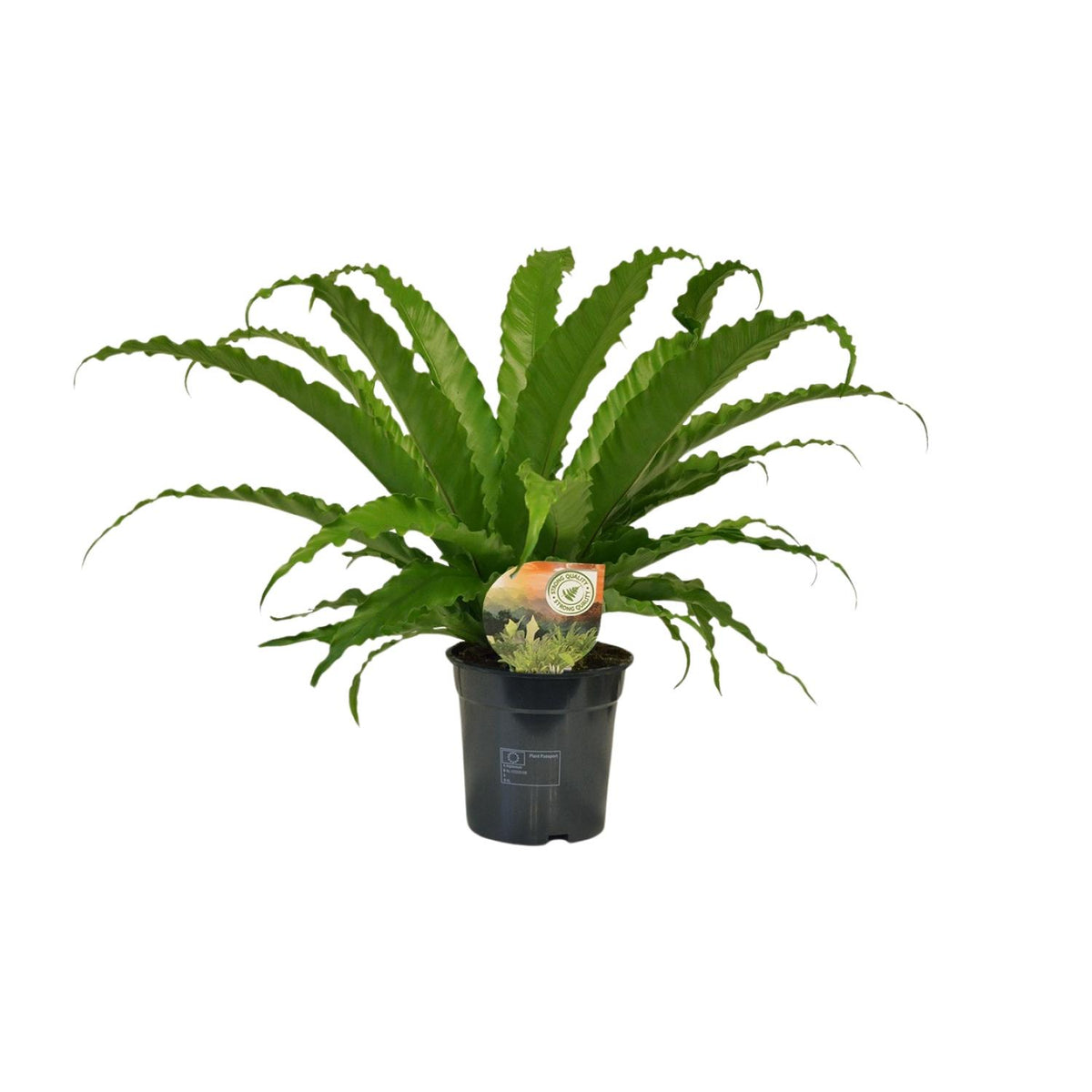 Productfoto van Asplenium Osaka