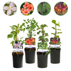 Klimplanten Clematis, Hedera, Lonicera en Campsis, 4 stuks, plant in pot