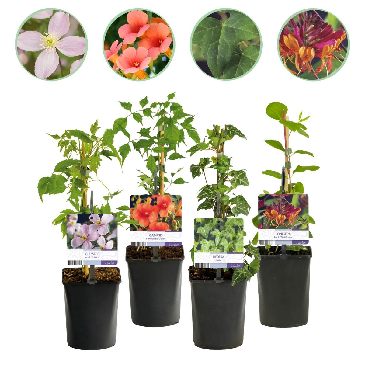 Klimplanten Clematis, Hedera, Lonicera en Campsis, 4 stuks, plant in pot