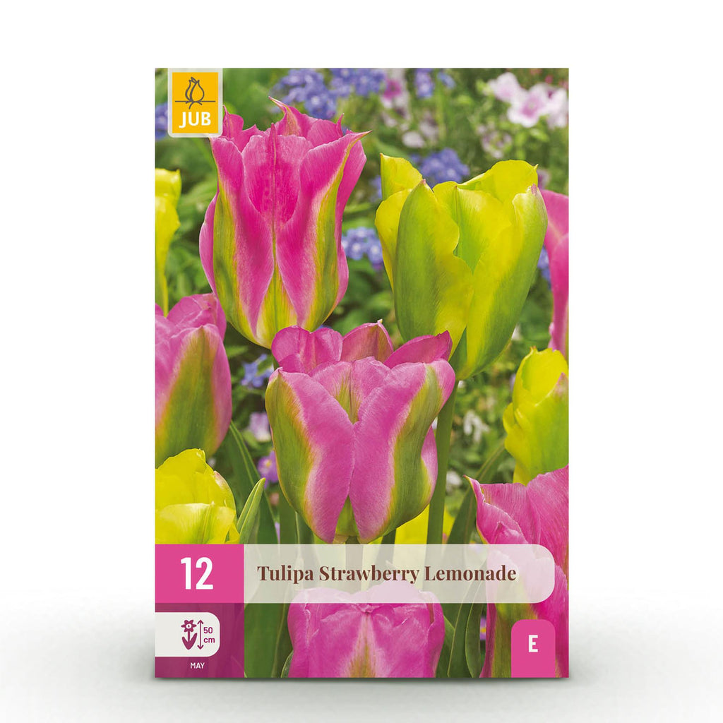 Tulp Strawberry Lemonade, detail van het blad