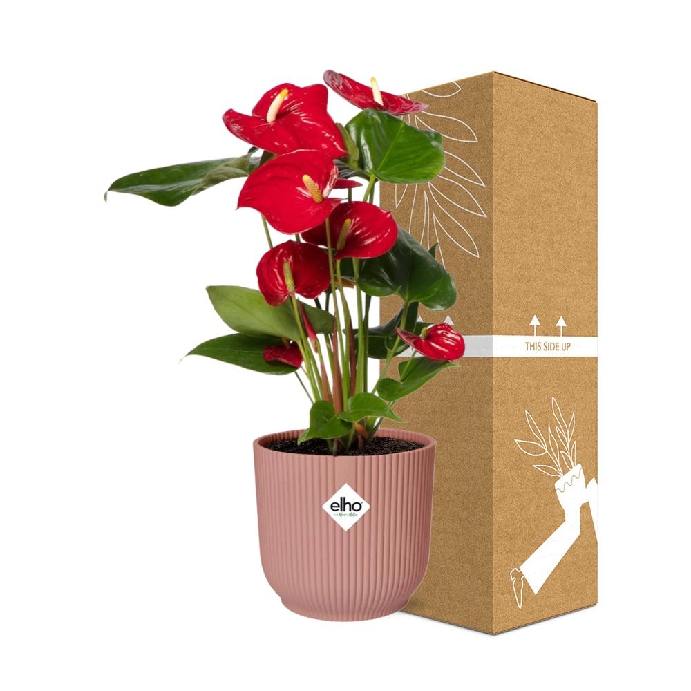 Detailfoto van Anthurium Red 12cm in ELHO Vibes Fold 14cm roze