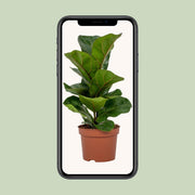 Ficus lyrata, vioolbladplant met groot blad, 30 cm hoog