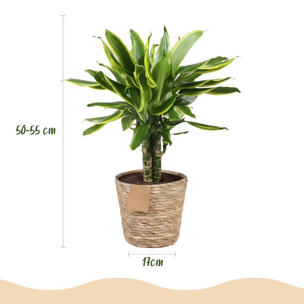 Dracaena fragrans Golden Coast met mand, 50-55 cm hoog, groene bladeren