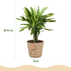 Dracaena fragrans Golden Coast met mand, 50-55 cm hoog, groene bladeren