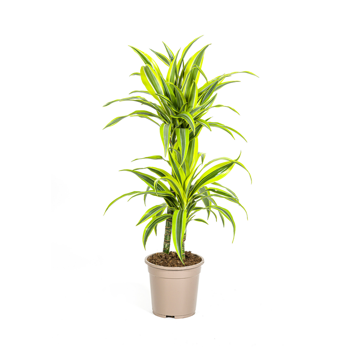 Dracaena Deremensis Lemon Lime, plant in pot