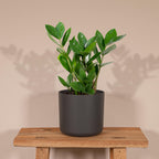 Productfoto van Zamioculas