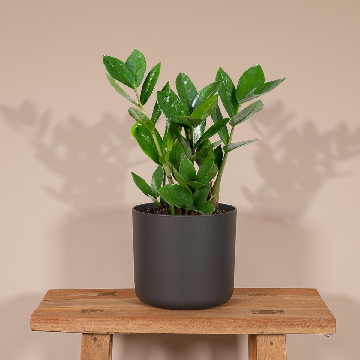 Productfoto van Zamioculas
