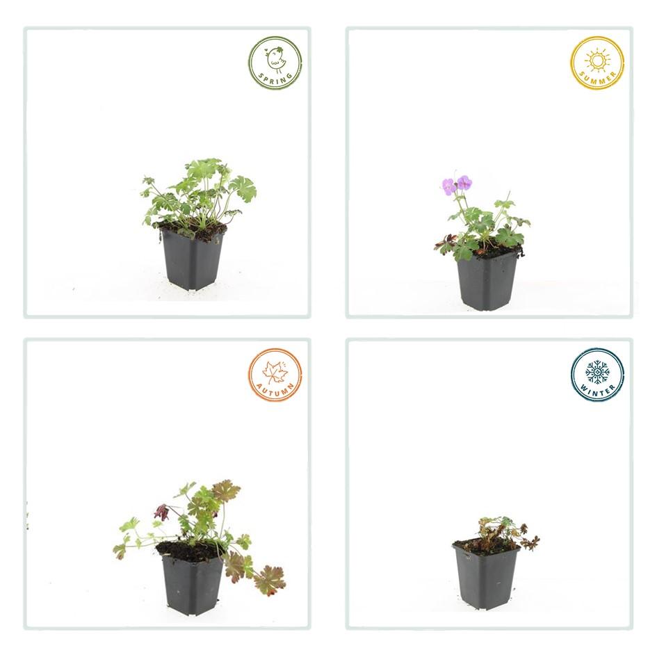 Geranium cant. 'Cambridge', groene bladeren
