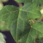 Hedera helix, detail van het blad