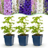 Ridderspoor Tricolour, 12x met paarse, roze en witte bloemen