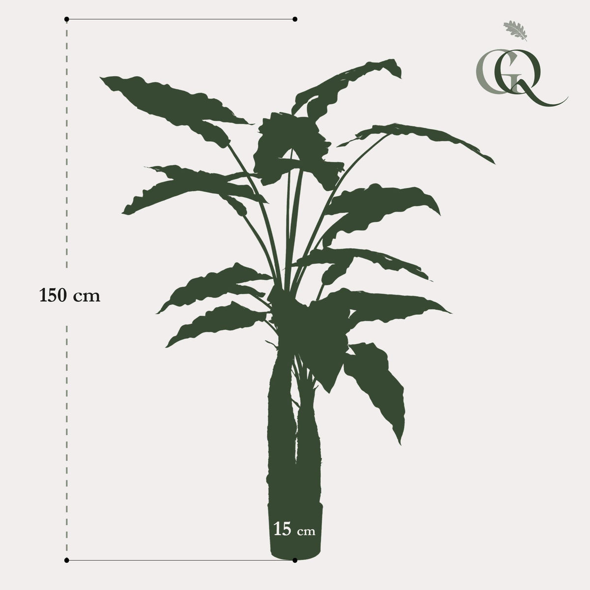 Kunstplant Alocasia, olifantsoor met pijlvormig blad, 150 cm, gezonde plant