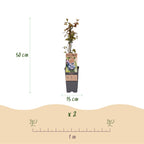 Bosbes Jersey, fruitgewas voor de tuin, groene bladeren