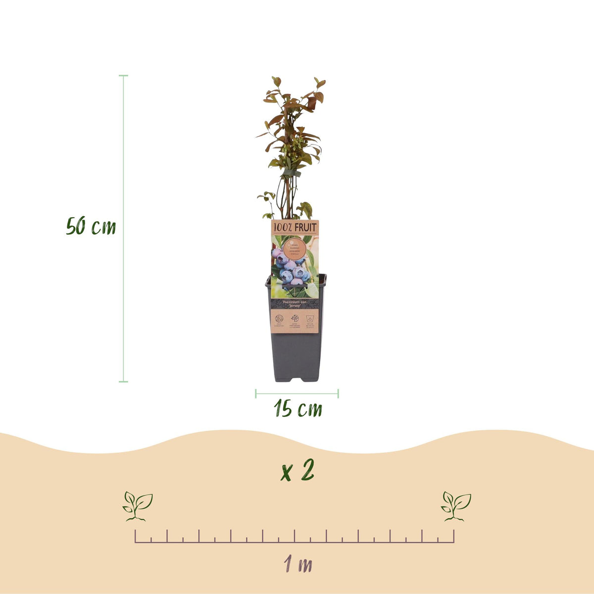 Bosbes Jersey, fruitgewas voor de tuin, groene bladeren
