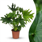 Philodendron Lickety Split, kenmerkend blad