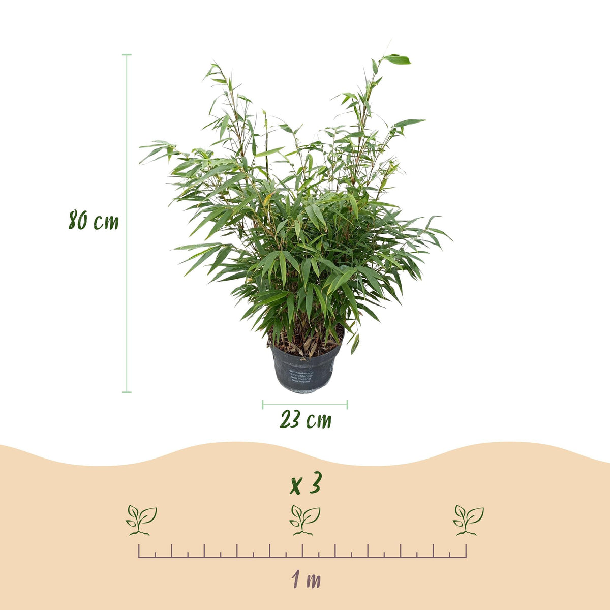 Fargesia robusta Pingwu, groene bladeren