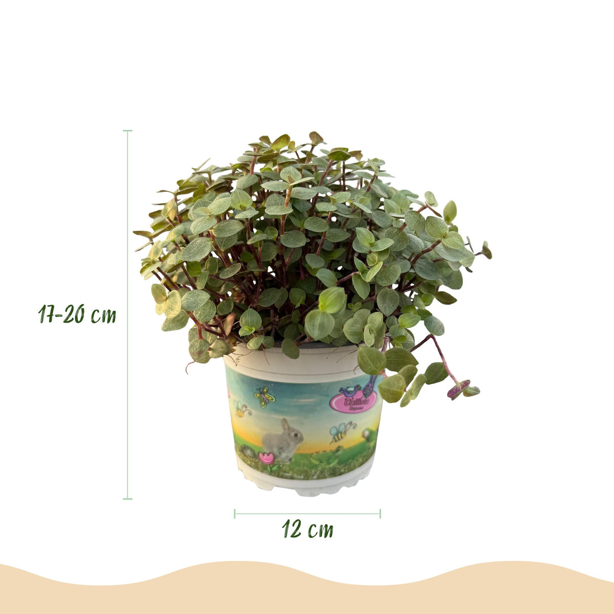 Calissia repens met mand, groene bladeren