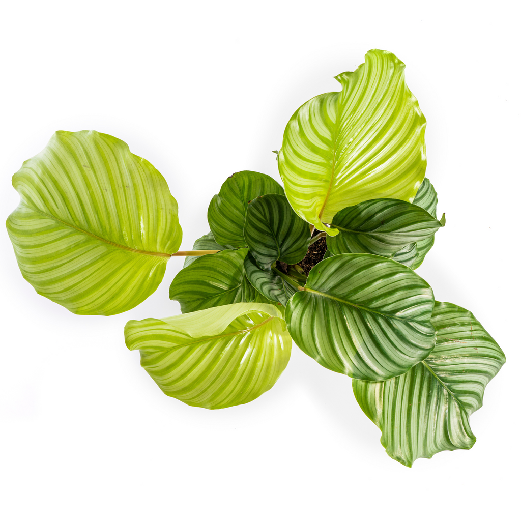 Calathea Orbifolia, detail van het blad