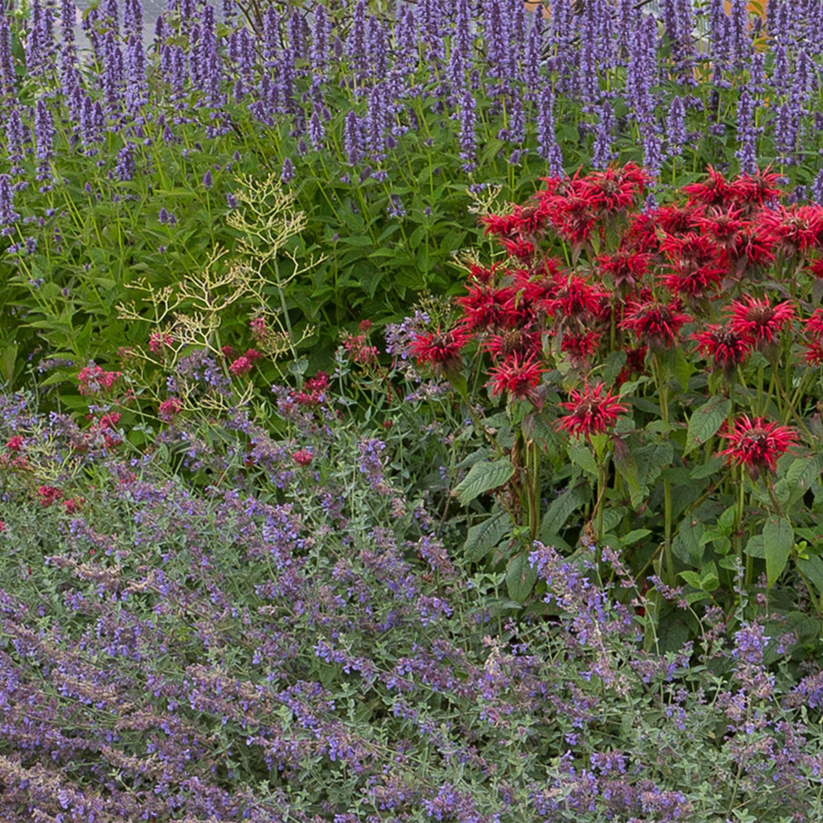 Borderpakket vaste planten, geurend, groene bladeren