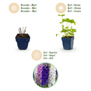 Ridderspoor (P) Black Knight, 6x met paarse bloemen