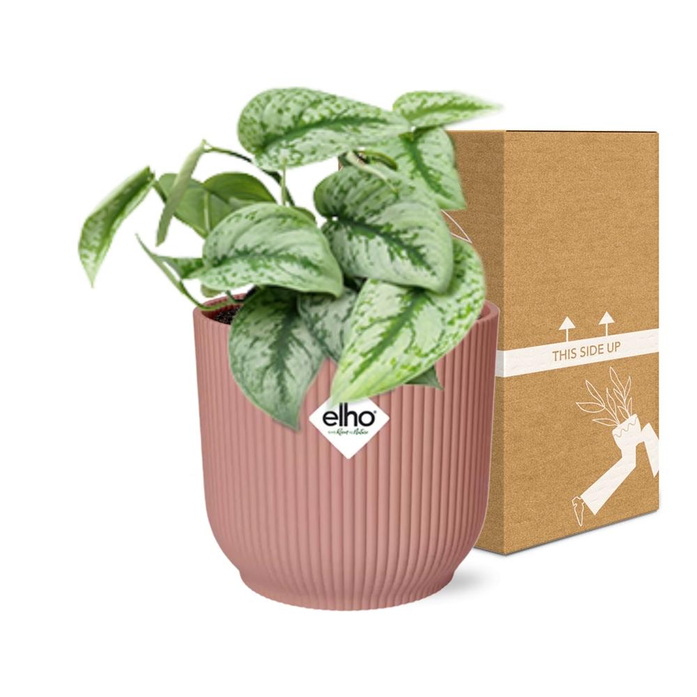 Detailfoto van Scindapsus Pictus ‘Trebie’ in ELHO Vibes Fold 14cm roze