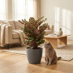 Pauwenplant (Calathea Makoyana) met grijze pot, kenmerkend blad