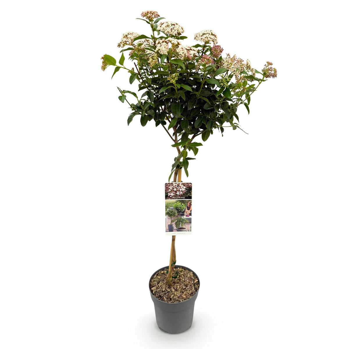 Viburnum tinus, kenmerkend blad
