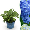 Endless Summer hortensia The Orginal Blue