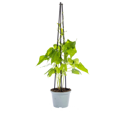 4x Ipomoea Tricolor Heavenly Blue, plant in pot