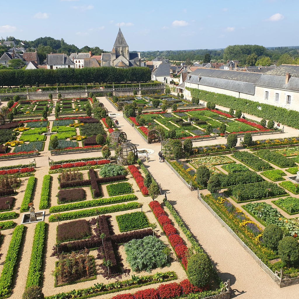 BetterBuxus Babylon Beauty, tegen buxusschimmel, detail van het blad en de plant
