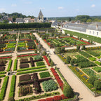 BetterBuxus Babylon Beauty, tegen buxusschimmel, detail van het blad en de plant
