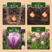 Tulp Macron mix bloembollen, foto 4