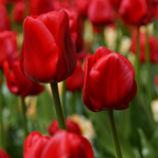 Tulpenbollen Ile de France – 20 Stuks Maat 11/12, kenmerkend blad