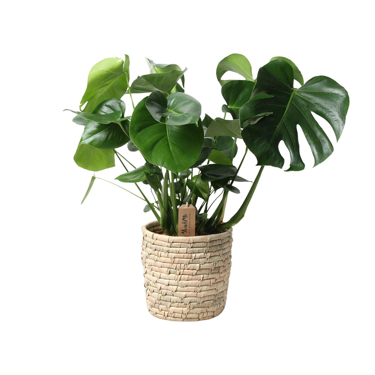Detailfoto van Monstera in mand - palmblad