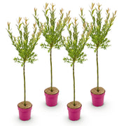 4x - Salix Flamingo - Ø19cm - ↕90-100cm