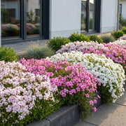 6x Vlambloem Tricolour, met paarse, roze en witte bloemen