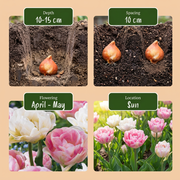 Gevulde tulp &