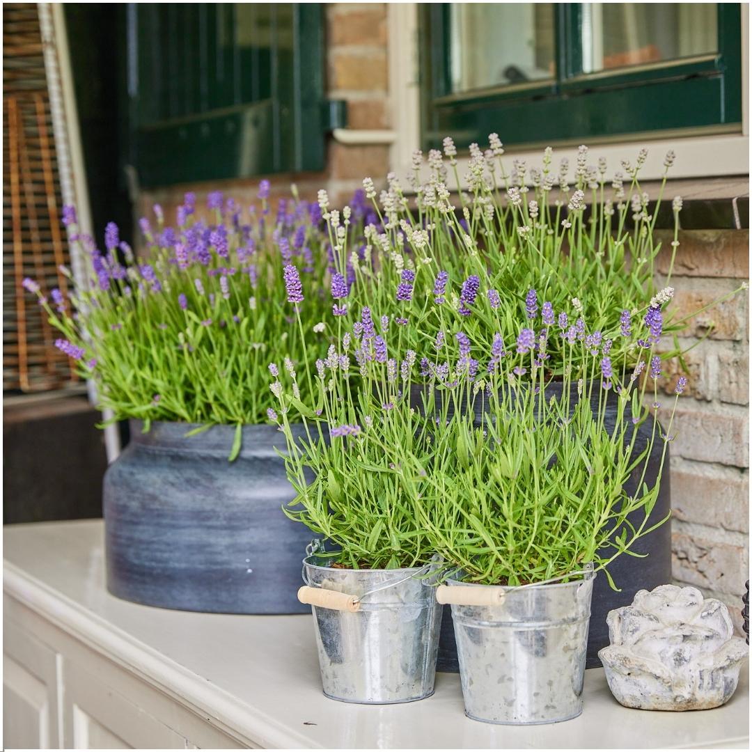 Productafbeelding van Pureplant