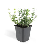 24x Euonymus fort. &