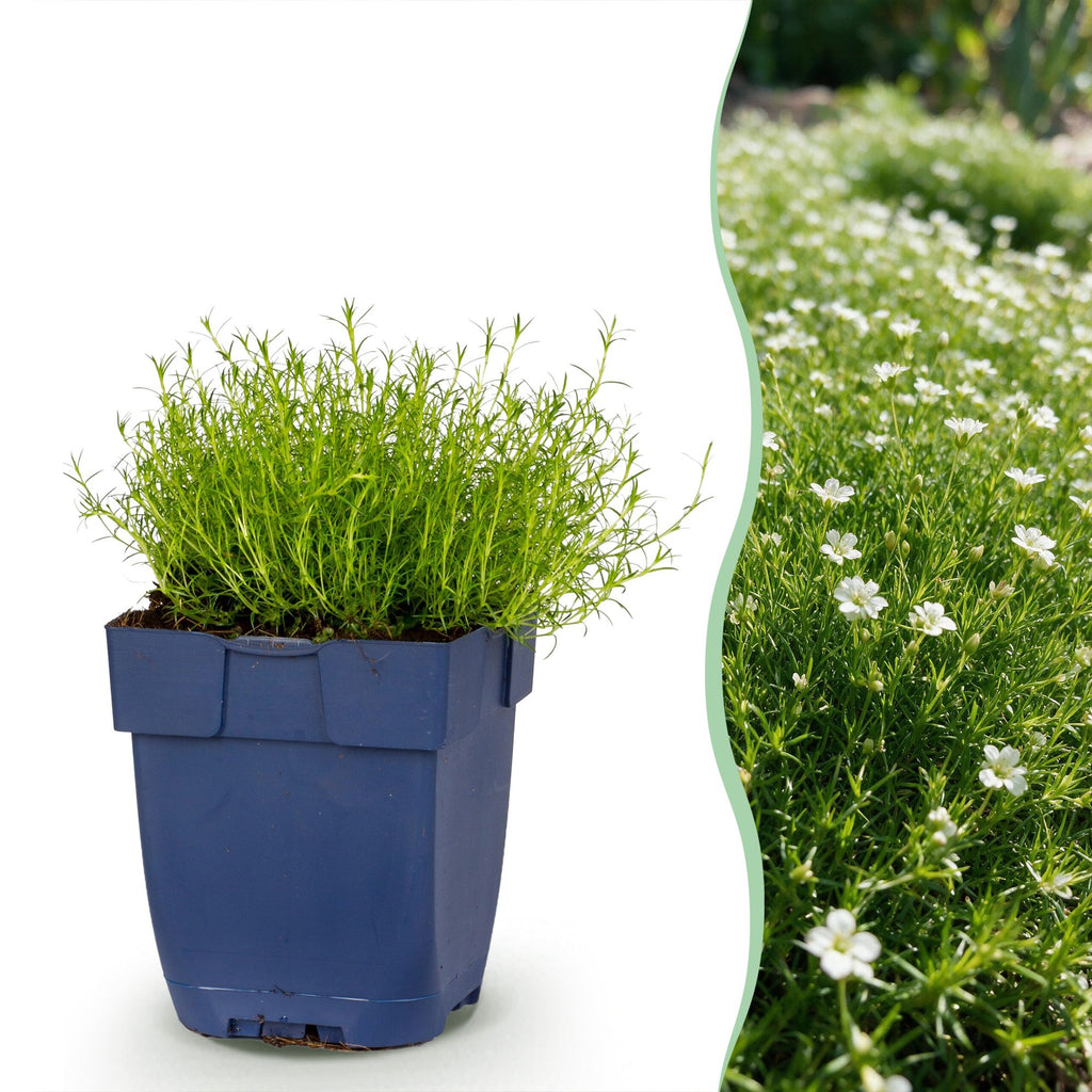 Sagina subulata - Vetmuur - RotsPlant - Wit, plant voor tuin en border
