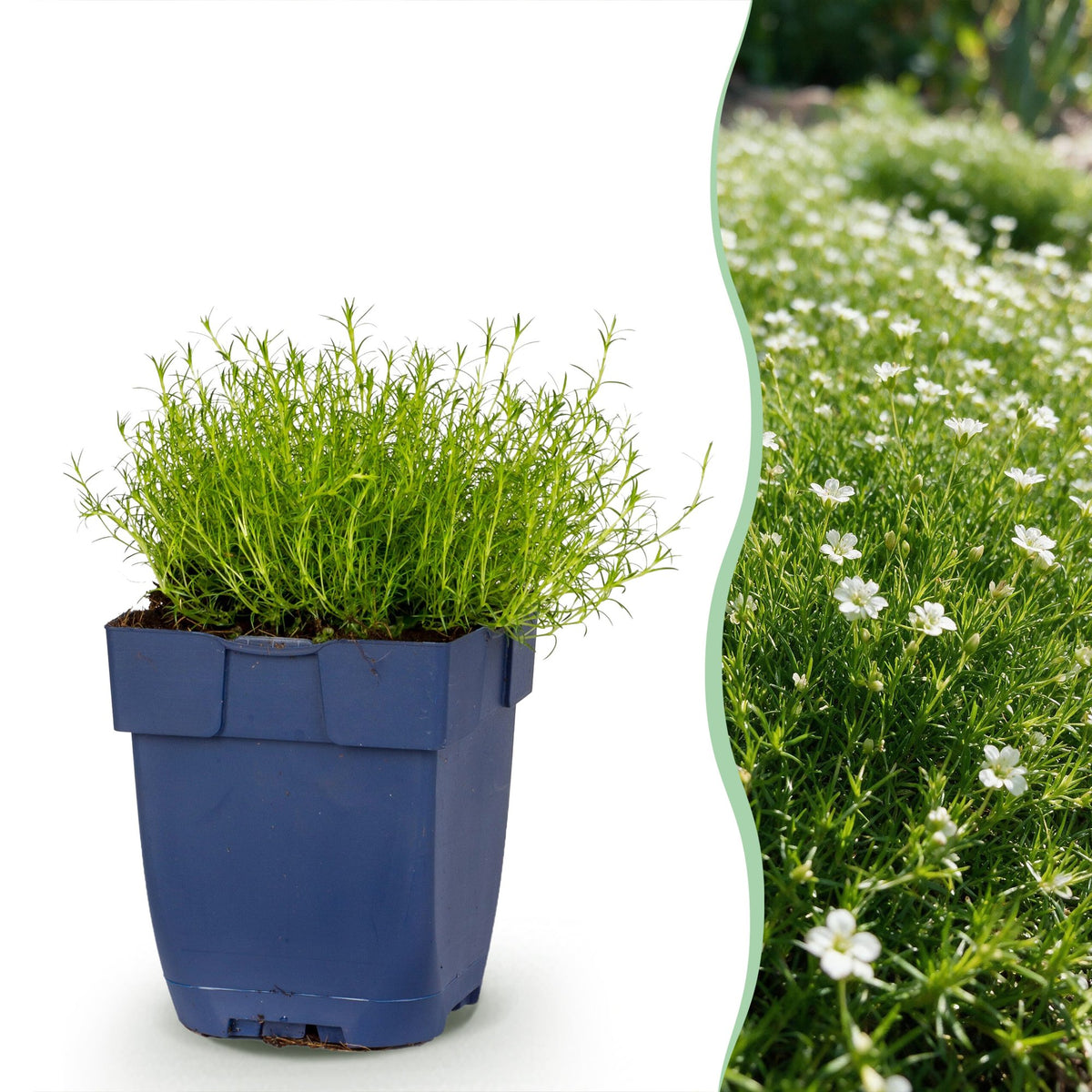 Sagina subulata - Vetmuur - RotsPlant - Wit, plant voor tuin en border