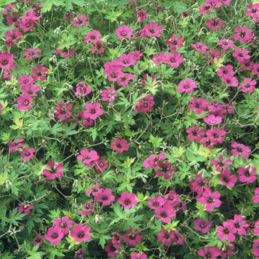 Geranium macr. 'Bevan's Variety', detail van het blad