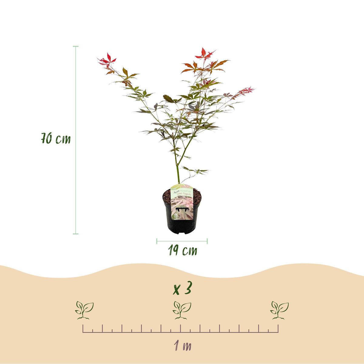 Japanse esdoorn Acer palmatum Sumi-nagashi, groeiwijze van de plant