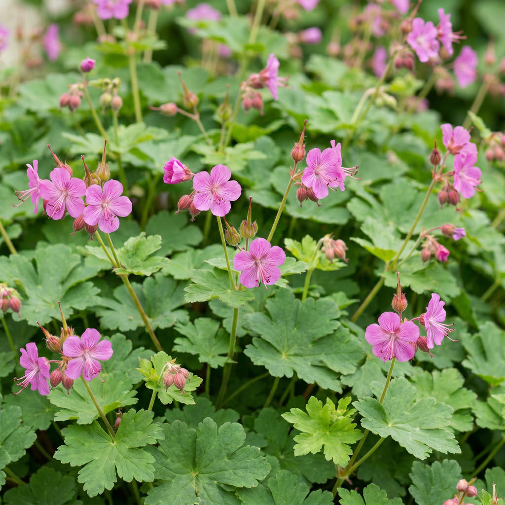 Geranium macrorrhizum - Ooievaarsbek - Bodembedekkend - Roze, voor border en tuin