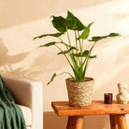 Alocasia Cucullata, plant in pot