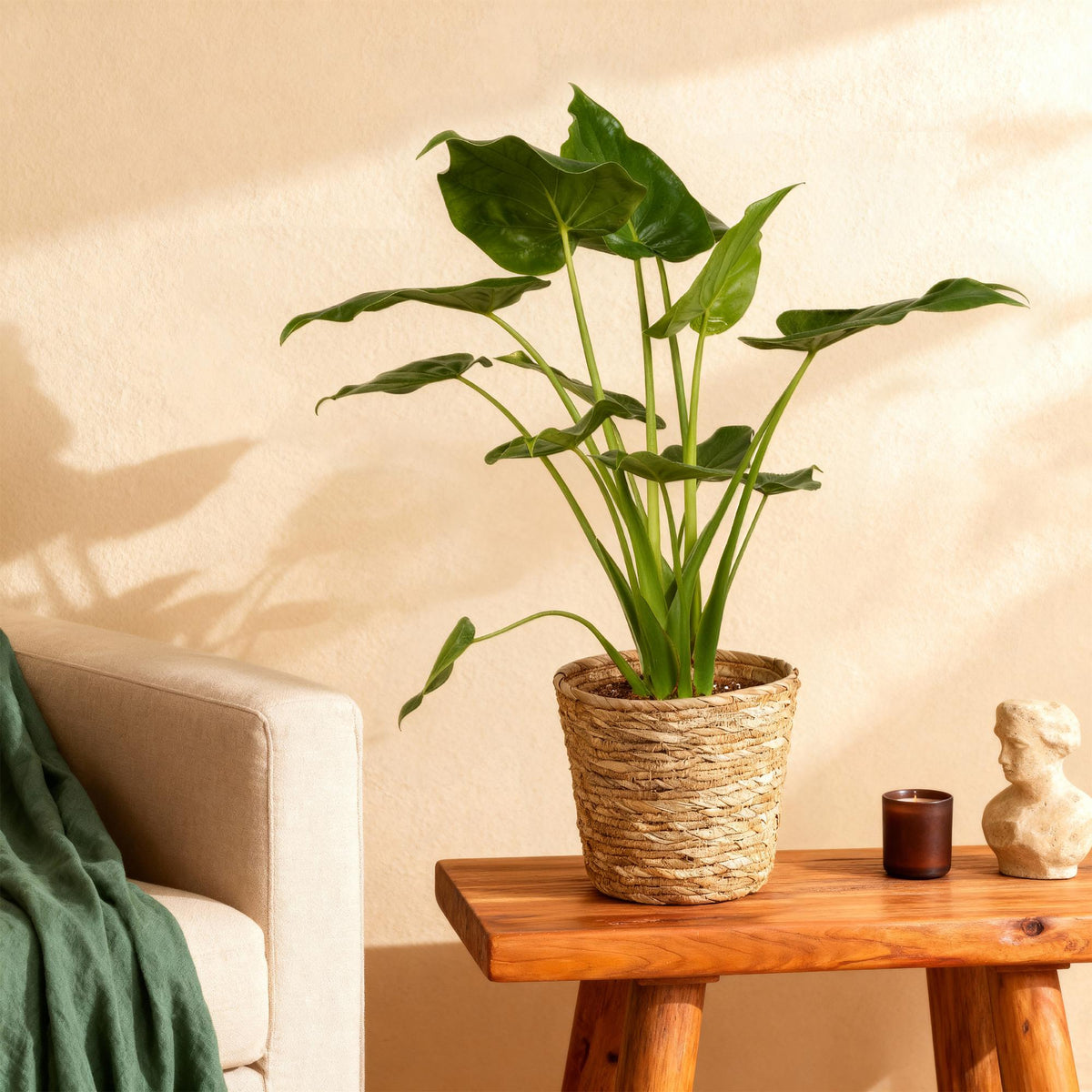 Alocasia Cucullata, plant in pot