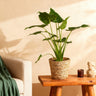 Alocasia Cucullata