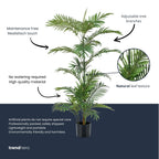 Palm Phoenix, gezonde plant