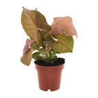 Detailfoto van Syngonium Neon